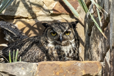 Athena Great Horned Owl 2025